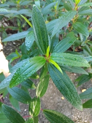 Boehmeria densiflora