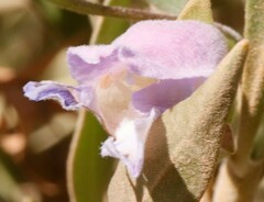 Eremophila freelingii
