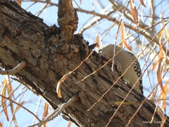 Melanerpes aurifrons