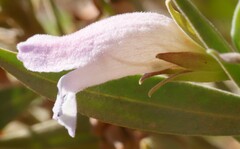 Eremophila freelingii