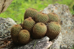 Coryphantha recurvata recurvata