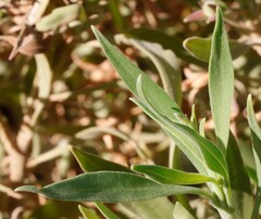 Eremophila freelingii