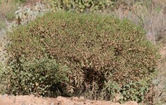 Eremophila freelingii