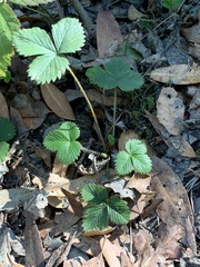 Fragaria