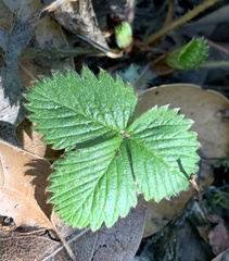 Fragaria