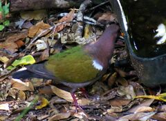 Chalcophaps longirostris