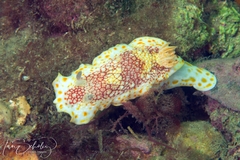 Goniobranchus