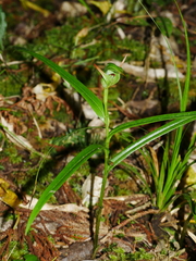Pterostylis montana