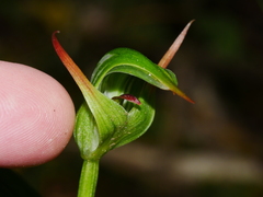 Pterostylis montana