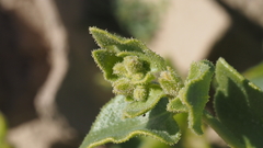 Mirabilis laevis retrorsa