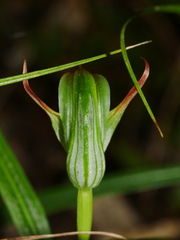 Pterostylis montana