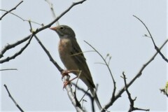 Emberiza buchanani