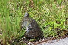 Deirochelys reticularia chrysea
