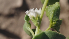 Mirabilis laevis retrorsa