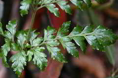 Parapolystichum microsorum