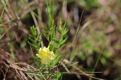 Angadenia berteroi