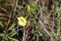 Angadenia berteroi