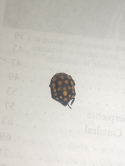 Pachycorinae