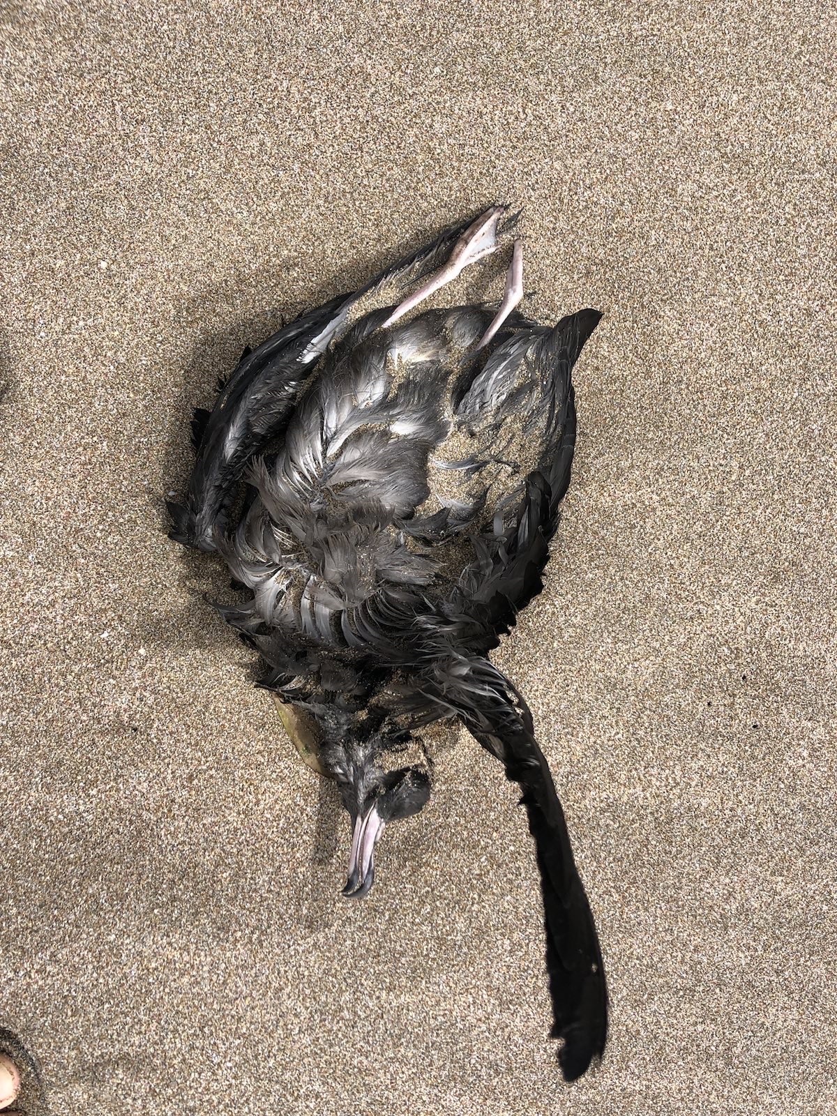 Flesh-footed Shearwater