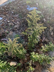 Artemisia vulgaris