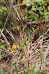 Chamaecrista deeringiana