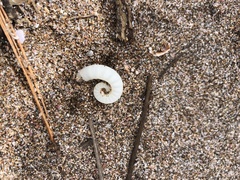 Spirula spirula