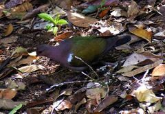 Chalcophaps longirostris