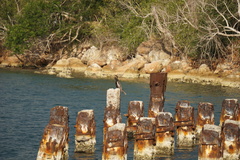 Anhinga anhinga