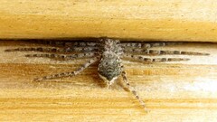 Philodromidae
