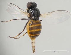 Oscinellinae