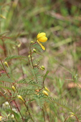 Chamaecrista deeringiana