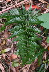 Parapolystichum microsorum