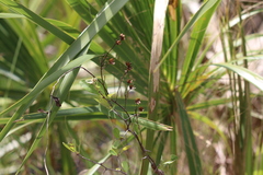 Convolvulaceae