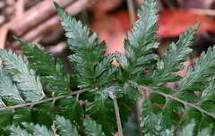 Parapolystichum microsorum