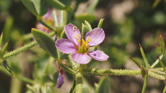 Fagonia pachyacantha