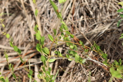 Convolvulaceae
