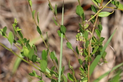 Convolvulaceae