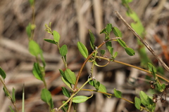 Convolvulaceae
