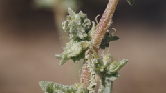 Atriplex canescens linearis