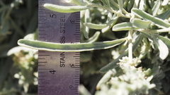 Atriplex canescens linearis