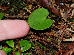 Corybas macranthus