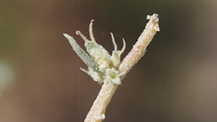Atriplex canescens linearis
