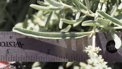 Atriplex canescens linearis