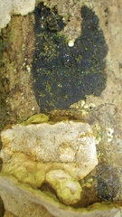 Annulohypoxylon stygium