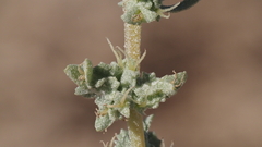 Atriplex canescens linearis