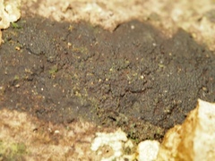 Annulohypoxylon stygium