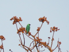 Tersina viridis