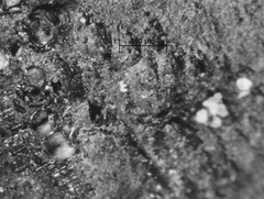 Annulohypoxylon stygium