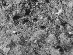 Annulohypoxylon stygium