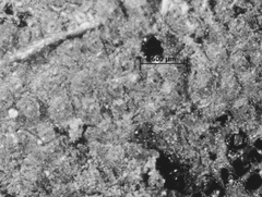 Annulohypoxylon stygium